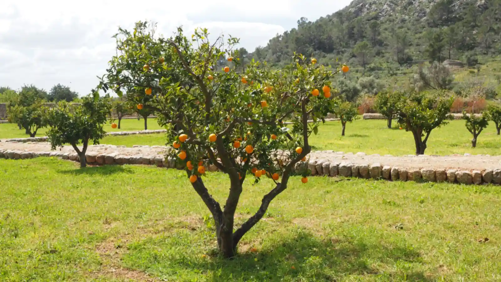 Orange grove below green hills in La Ribera Alta